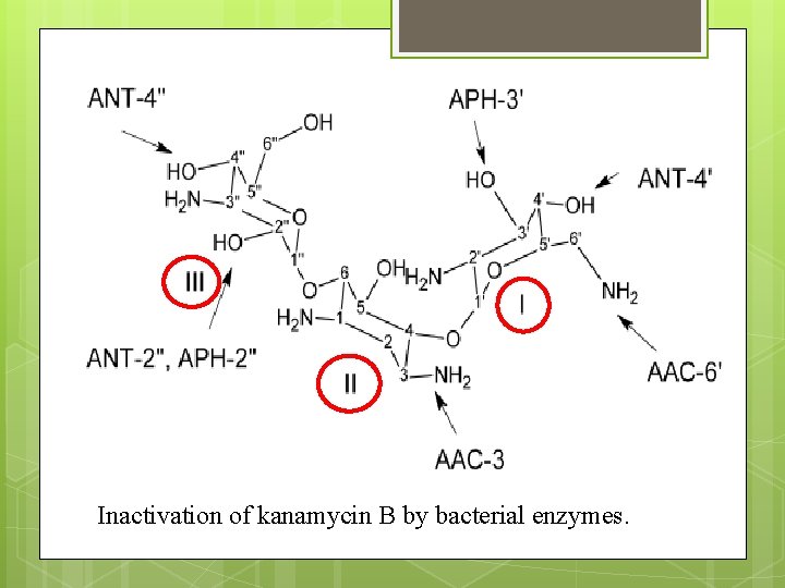 Inactivation of kanamycin B by bacterial enzymes. 
