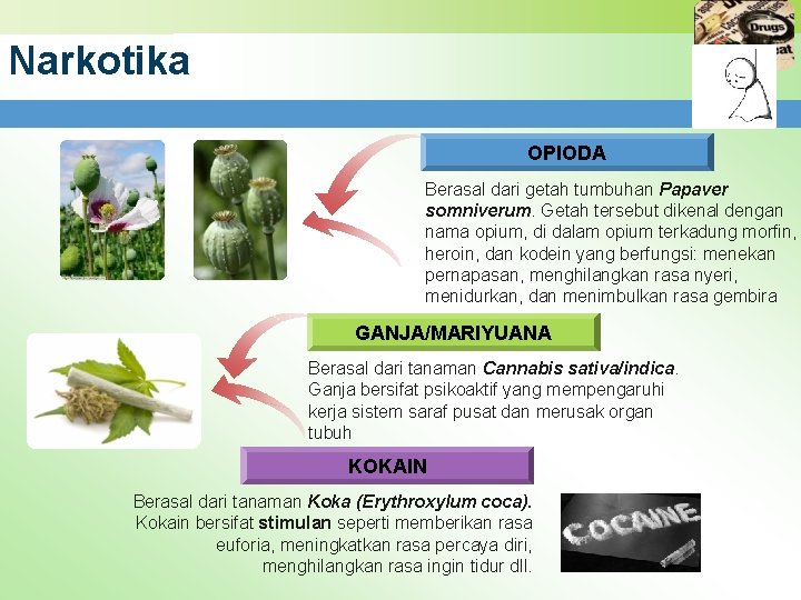 Narkotika OPIODA Berasal dari getah tumbuhan Papaver somniverum. Getah tersebut dikenal dengan nama opium,