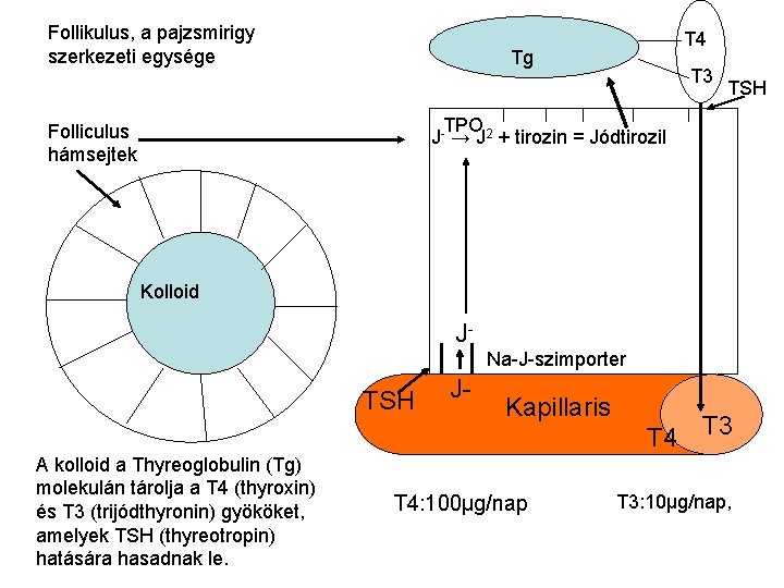 Follikulus, a pajzsmirigy szerkezeti egysége T 4 Tg T 3 TSH TPO J- →