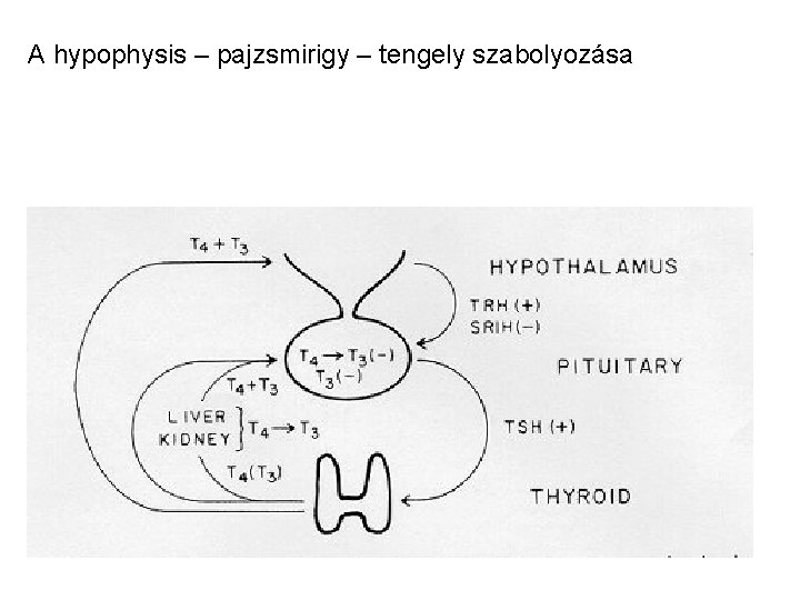 A hypophysis – pajzsmirigy – tengely szabolyozása 