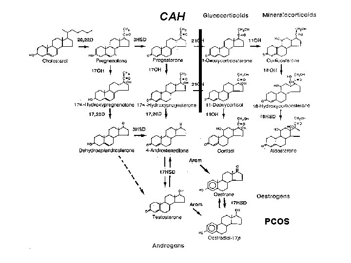 CAH PCOS 