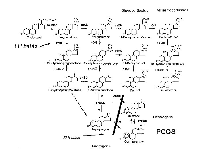 LH hatás PCOS FSH hatás 