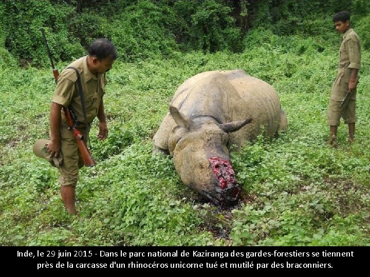 Inde, le 29 juin 2015 - Dans le parc national de Kaziranga des gardes-forestiers