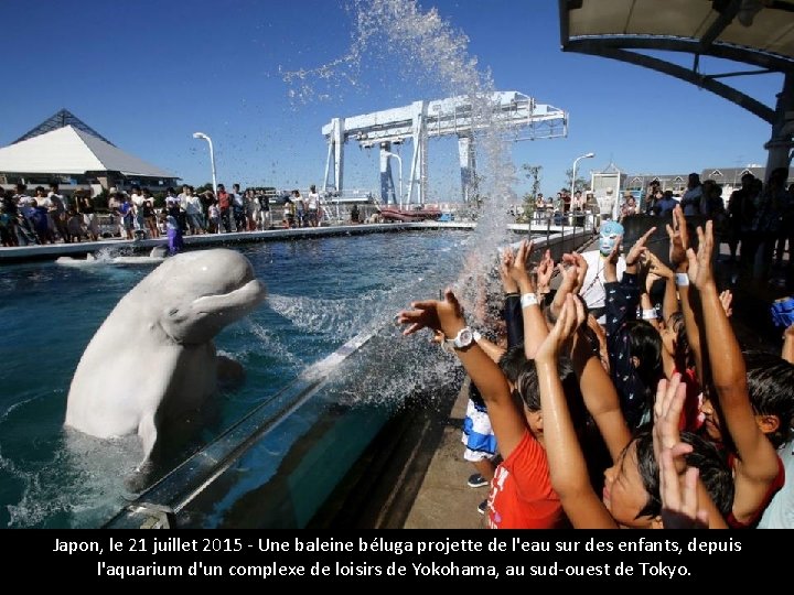 Japon, le 21 juillet 2015 - Une baleine béluga projette de l'eau sur des