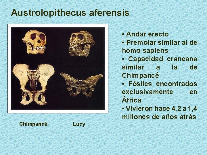 Austrolopithecus aferensis • Andar erecto • Premolar similar al de homo sapiens • Capacidad