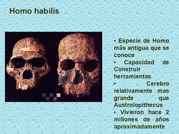 Homo habilis • Especie de Homo más antigua que se conoce • Capacidad de