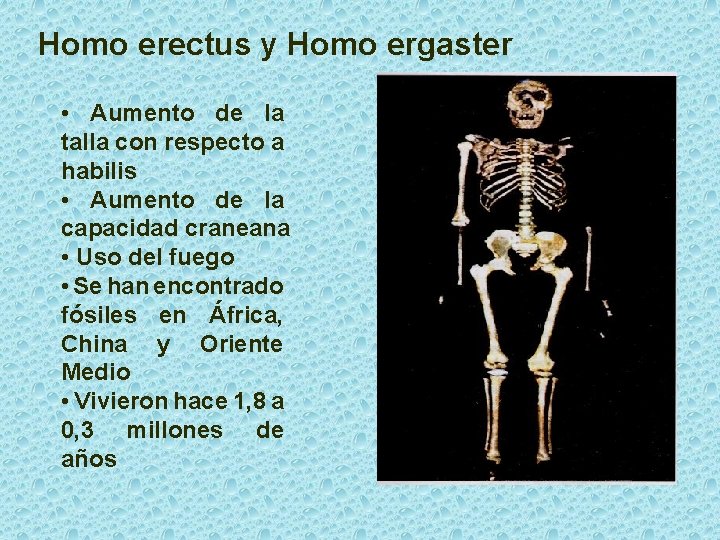 Homo erectus y Homo ergaster • Aumento de la talla con respecto a habilis