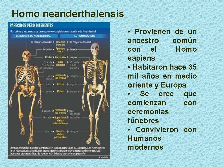 Homo neanderthalensis • Provienen de un ancestro común con el Homo sapiens • Habitaron