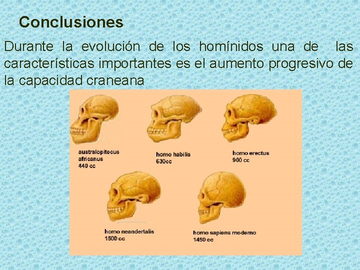 Conclusiones Durante la evolución de los homínidos una de las características importantes es el