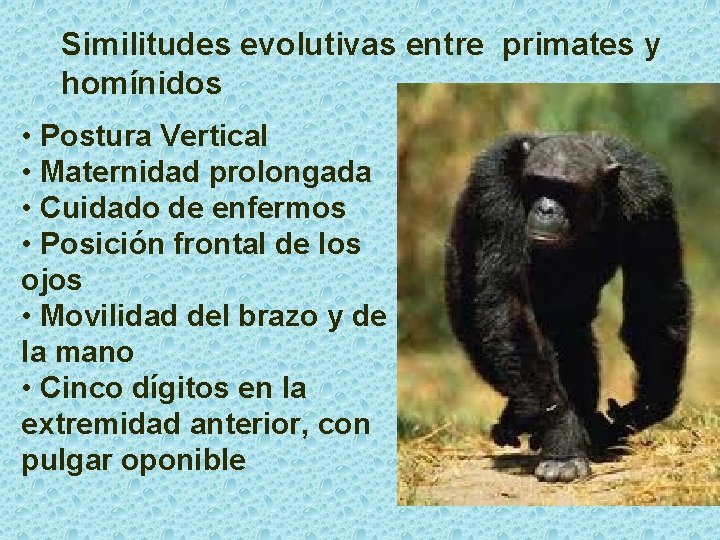 Similitudes evolutivas entre primates y homínidos • Postura Vertical • Maternidad prolongada • Cuidado