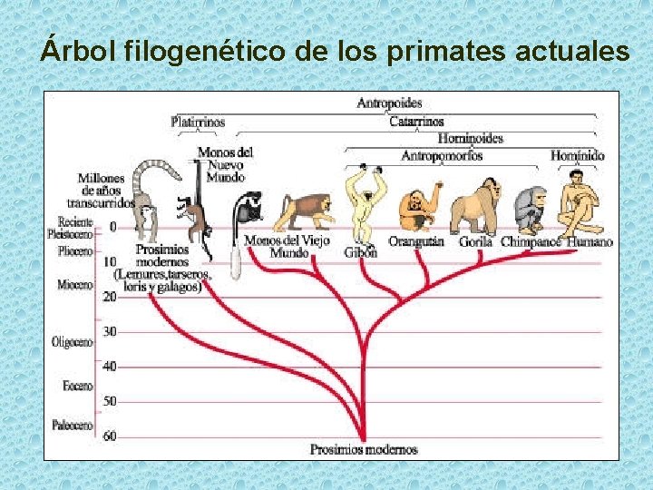 Árbol filogenético de los primates actuales 