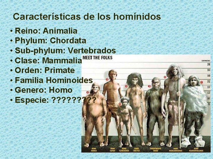 Características de los homínidos • Reino: Animalia • Phylum: Chordata • Sub-phylum: Vertebrados •