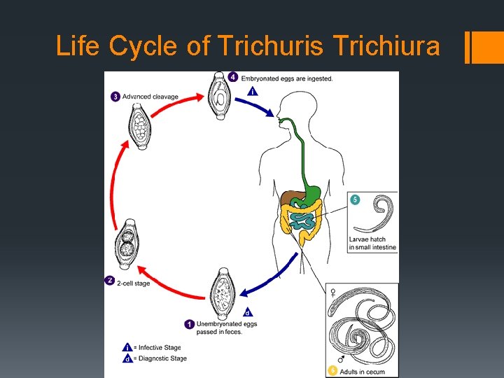 Life Cycle of Trichuris Trichiura 
