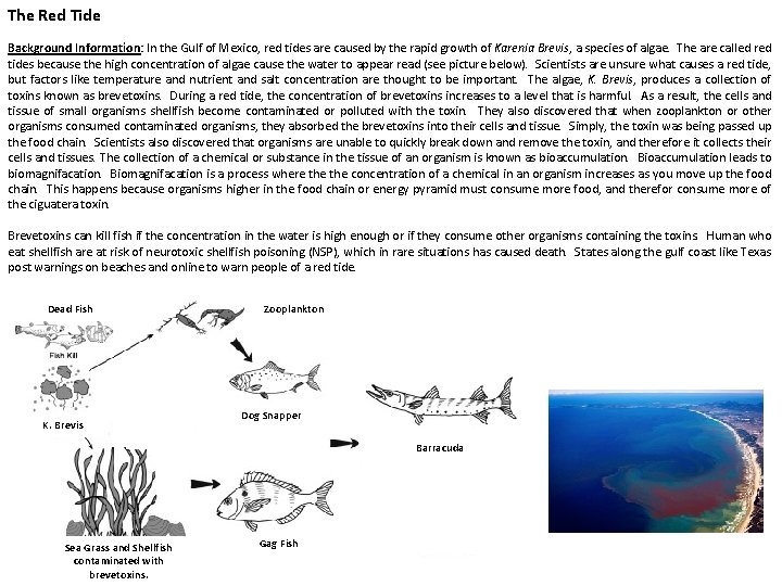 The Red Tide Background Information: In the Gulf of Mexico, red tides are caused