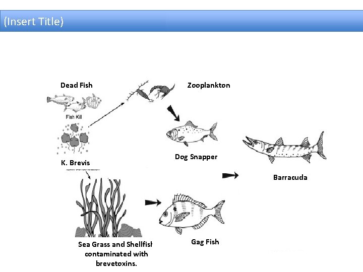 (Insert Title) Dead Fish K. Brevis Zooplankton Dog Snapper Barracuda Sea Grass and Shellfish