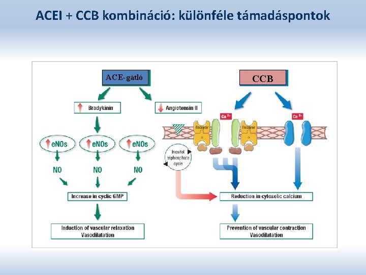 ACEI + CCB kombináció: különféle támadáspontok ACE-gátló CCB 