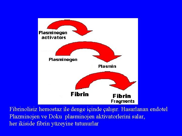 Fibrinolisiz hemostaz ile denge içinde çalışır. Hasarlanan endotel Plazminojen ve Doku plasminojen aktivatorlerini salar,