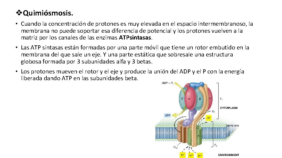 v. Quimiósmosis. • Cuando la concentración de protones es muy elevada en el espacio