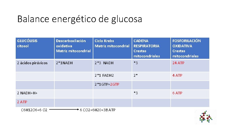 Balance energético de glucosa GLUCÓLISIS citosol Descarboxilación Ciclo Krebs CADENA oxidativa Matriz mitocondrial RESPIRATORIA
