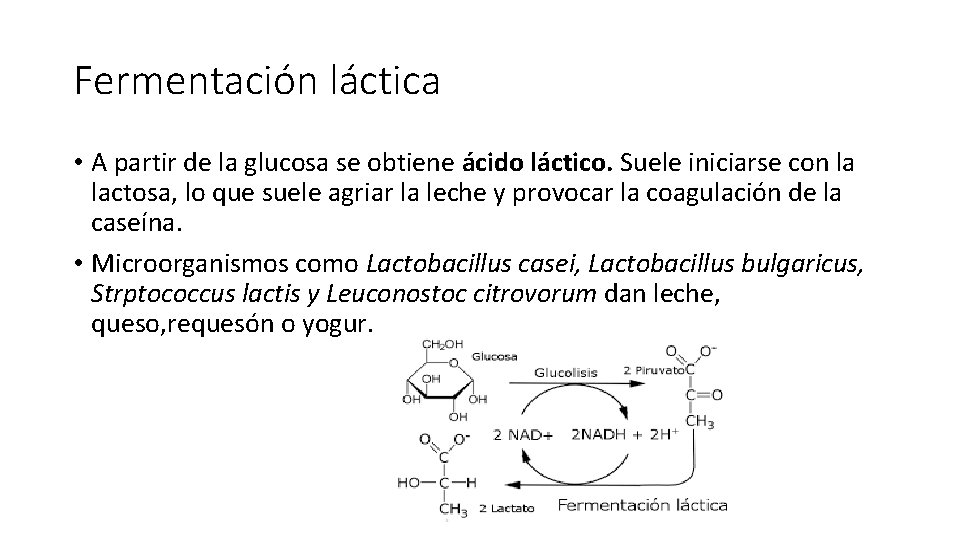 Fermentación láctica • A partir de la glucosa se obtiene ácido láctico. Suele iniciarse