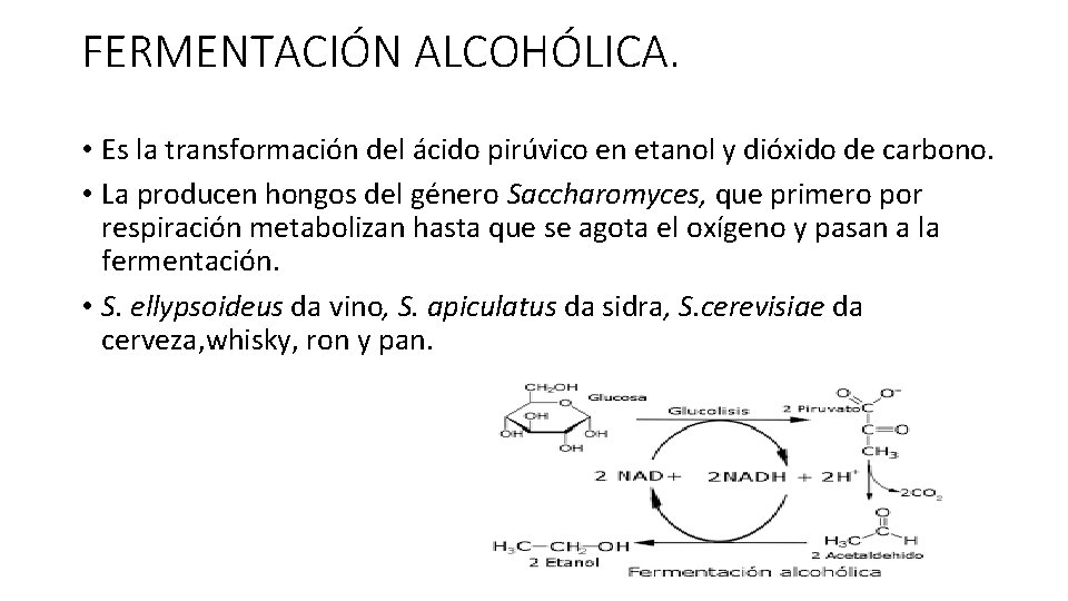 FERMENTACIÓN ALCOHÓLICA. • Es la transformación del ácido pirúvico en etanol y dióxido de