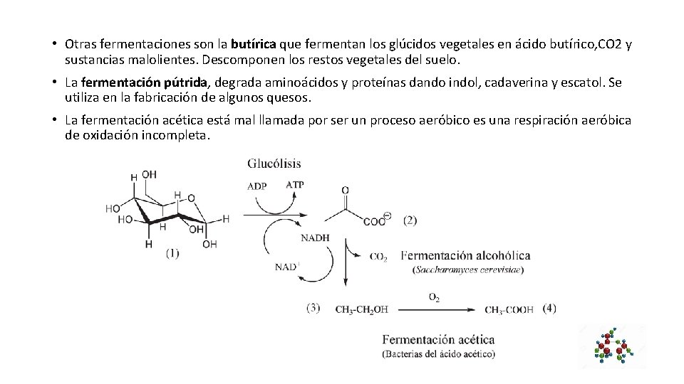  • Otras fermentaciones son la butírica que fermentan los glúcidos vegetales en ácido