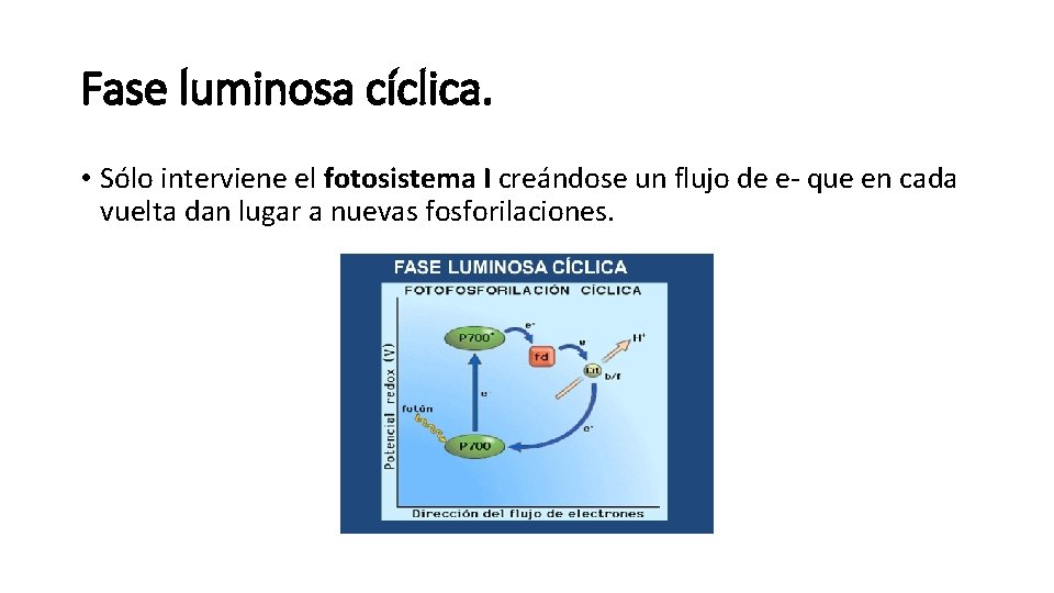 Fase luminosa cíclica. • Sólo interviene el fotosistema I creándose un flujo de e-