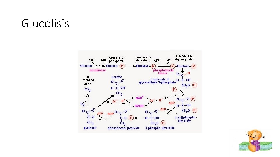 Glucólisis 