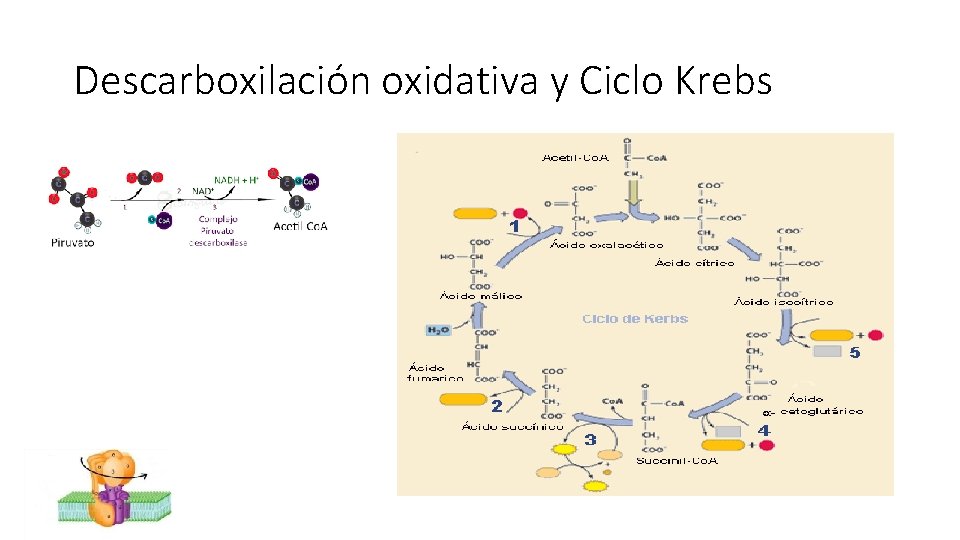 Descarboxilación oxidativa y Ciclo Krebs 