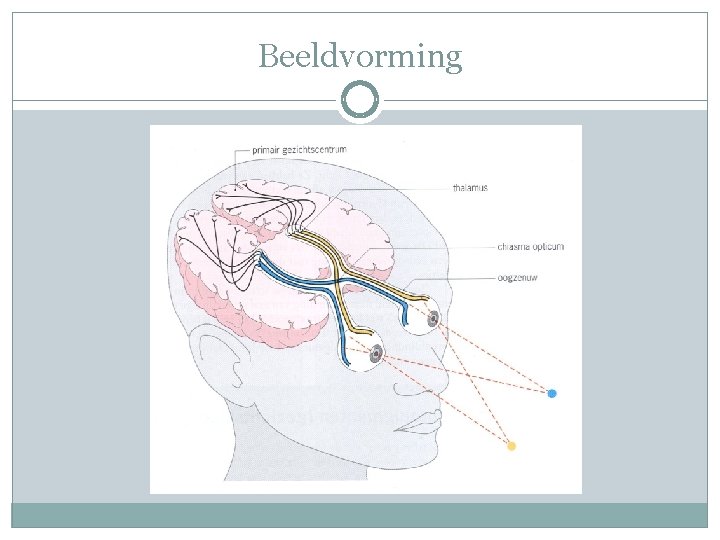 Beeldvorming 