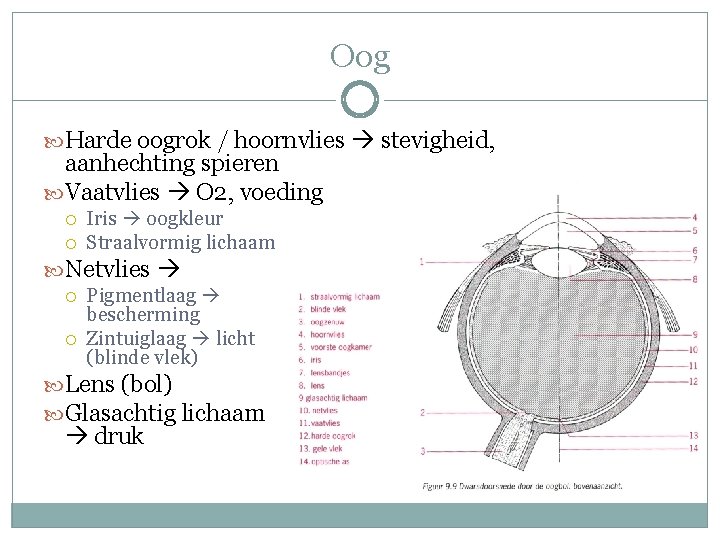 Oog Harde oogrok / hoornvlies stevigheid, aanhechting spieren Vaatvlies O 2, voeding Iris oogkleur