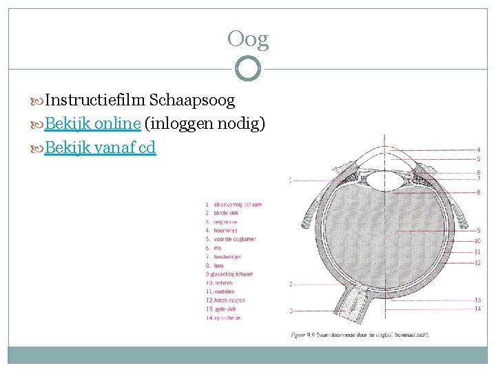 Oog Instructiefilm Schaapsoog Bekijk online (inloggen nodig) Bekijk vanaf cd 