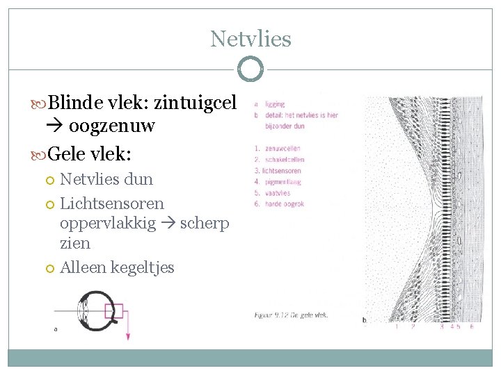 Netvlies Blinde vlek: zintuigcel oogzenuw Gele vlek: Netvlies dun Lichtsensoren oppervlakkig scherp zien Alleen