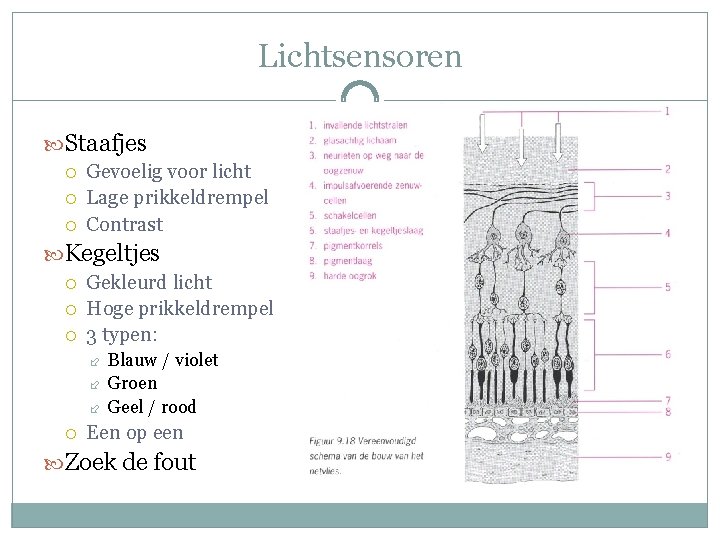 Lichtsensoren Staafjes Gevoelig voor licht Lage prikkeldrempel Contrast Kegeltjes Gekleurd licht Hoge prikkeldrempel 3