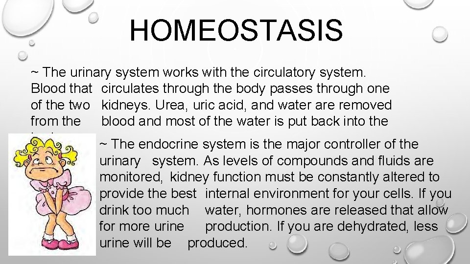 HOMEOSTASIS ~ The urinary system works with the circulatory system. Blood that circulates through