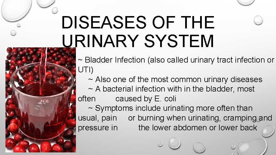 DISEASES OF THE URINARY SYSTEM ~ Bladder Infection (also called urinary tract infection or