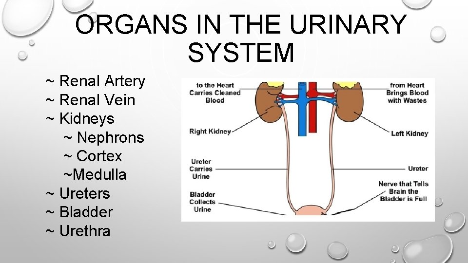 ORGANS IN THE URINARY SYSTEM ~ Renal Artery ~ Renal Vein ~ Kidneys ~