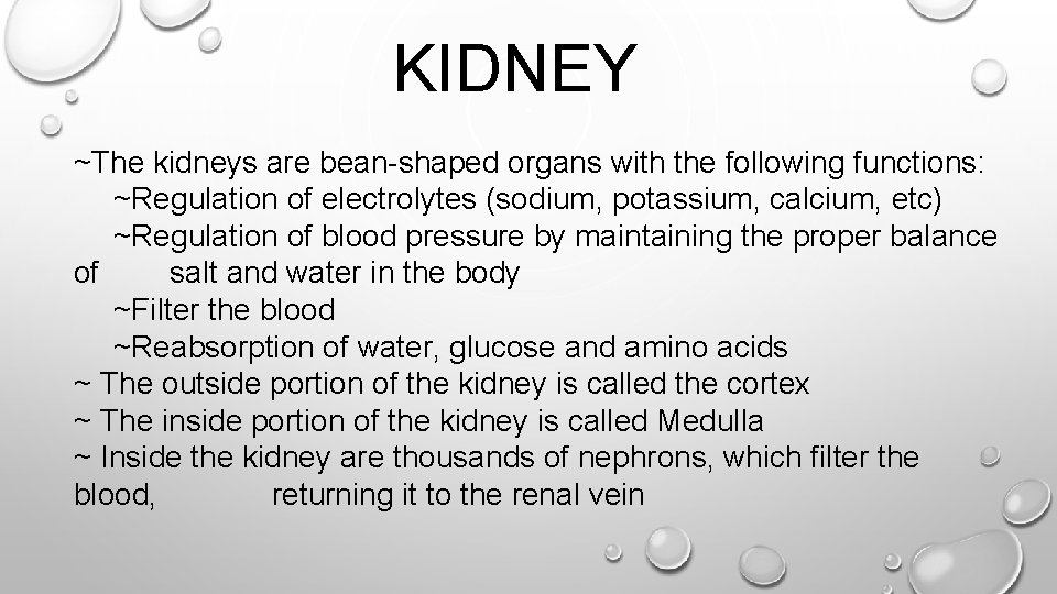 KIDNEY ~The kidneys are bean-shaped organs with the following functions: ~Regulation of electrolytes (sodium,