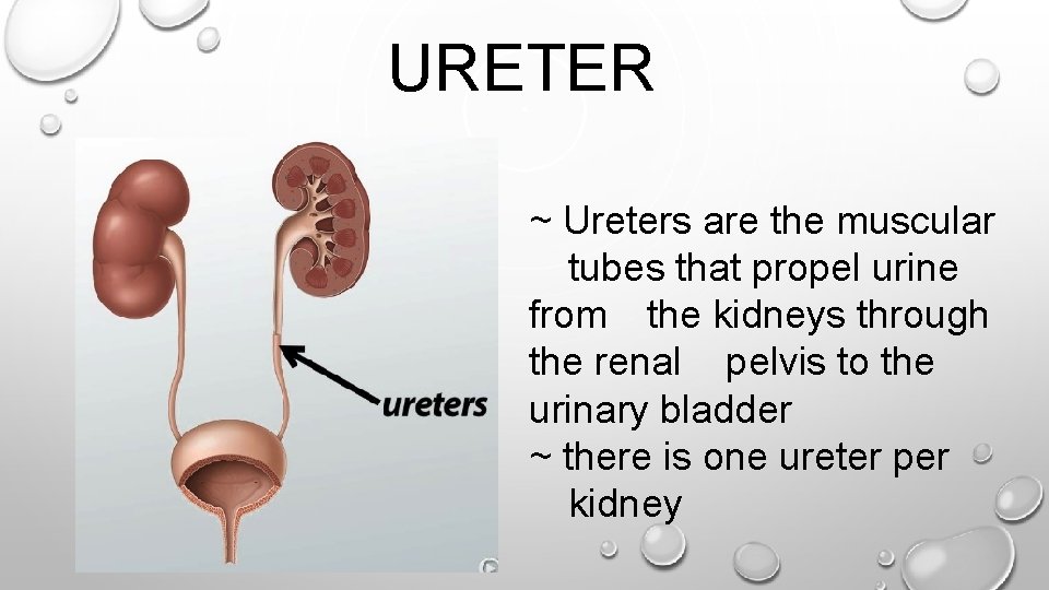 URETER ~ Ureters are the muscular tubes that propel urine from the kidneys through