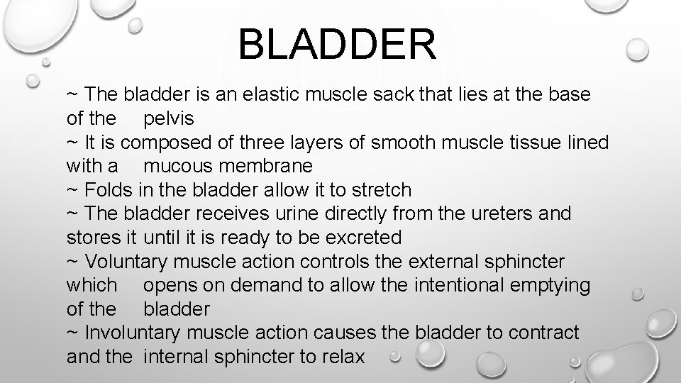 BLADDER ~ The bladder is an elastic muscle sack that lies at the base
