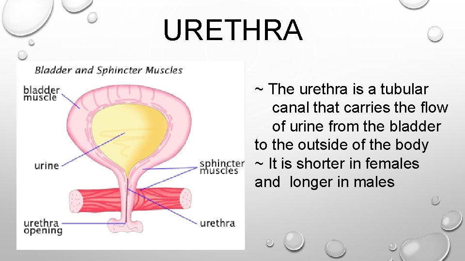 URETHRA ~ The urethra is a tubular canal that carries the flow of urine