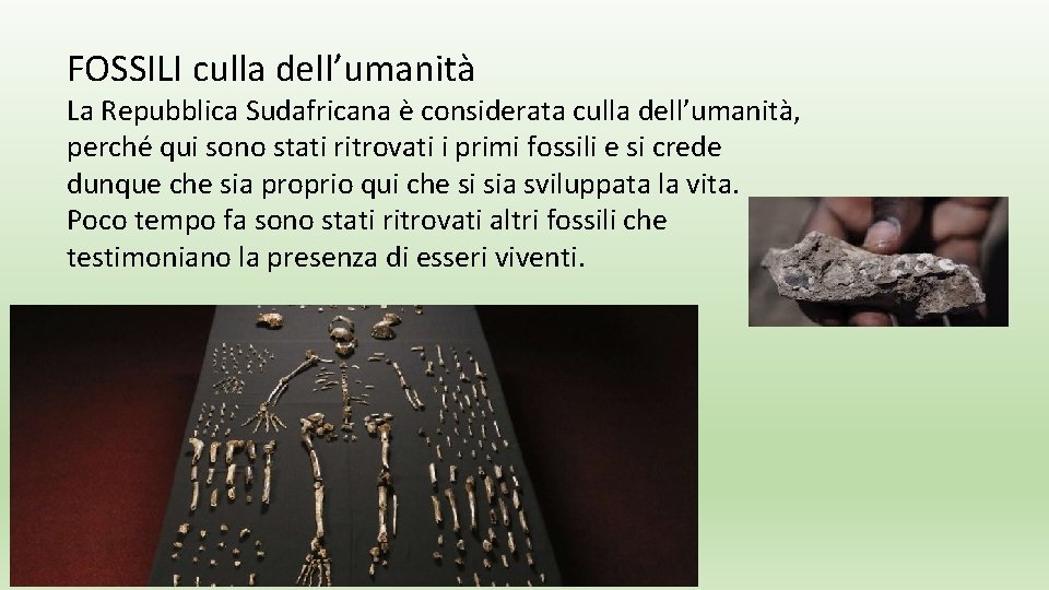 FOSSILI culla dell’umanità La Repubblica Sudafricana è considerata culla dell’umanità, perché qui sono stati