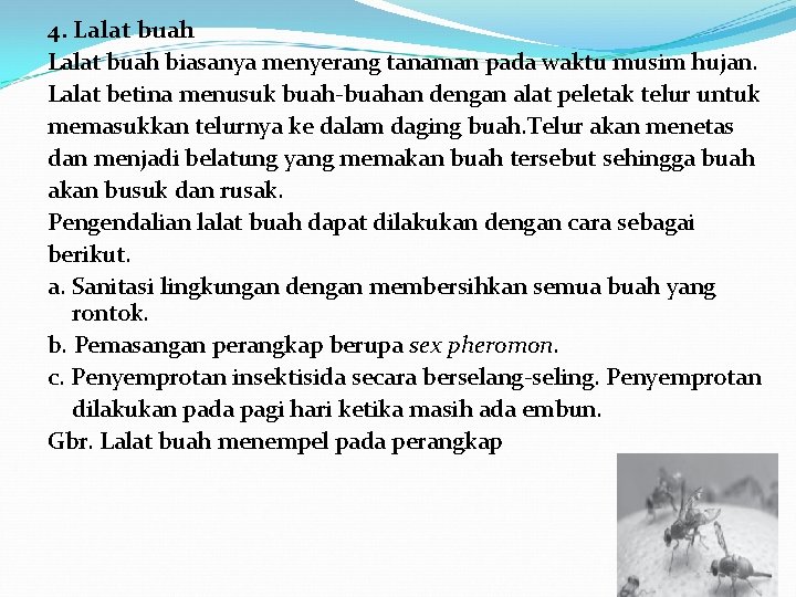 4. Lalat buah biasanya menyerang tanaman pada waktu musim hujan. Lalat betina menusuk buah-buahan