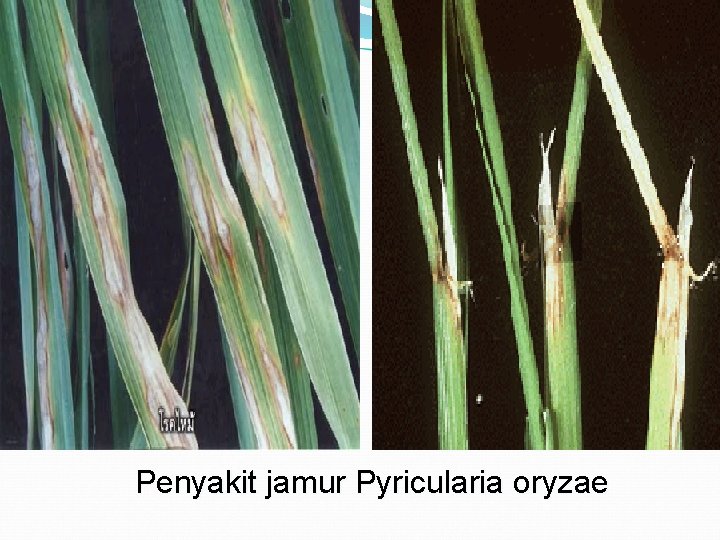 Penyakit jamur Pyricularia oryzae 