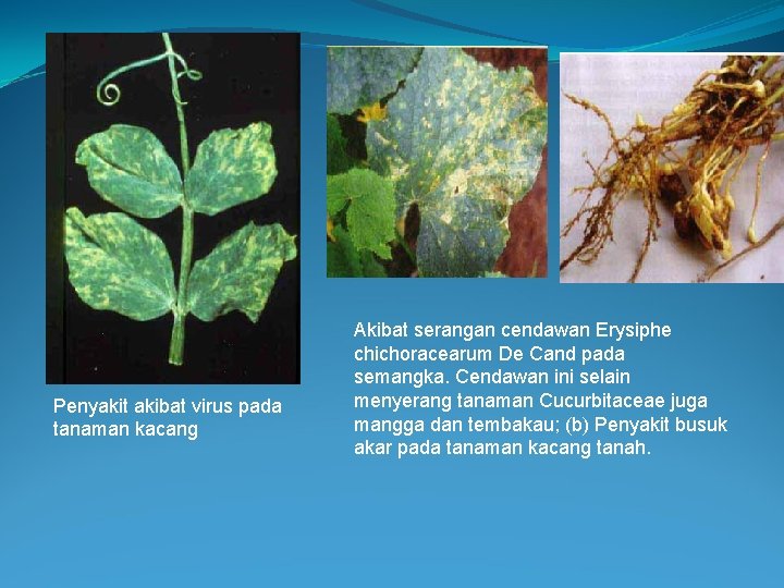 Penyakit akibat virus pada tanaman kacang Akibat serangan cendawan Erysiphe chichoracearum De Cand pada