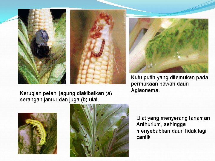 Kerugian petani jagung diakibatkan (a) serangan jamur dan juga (b) ulat. Kutu putih yang