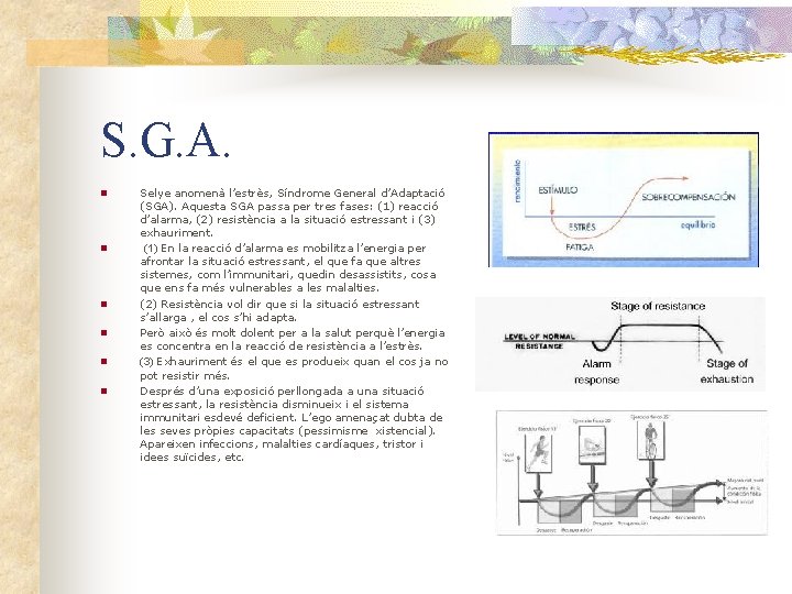 S. G. A. n n n Selye anomenà l’estrès, Síndrome General d’Adaptació (SGA). Aquesta