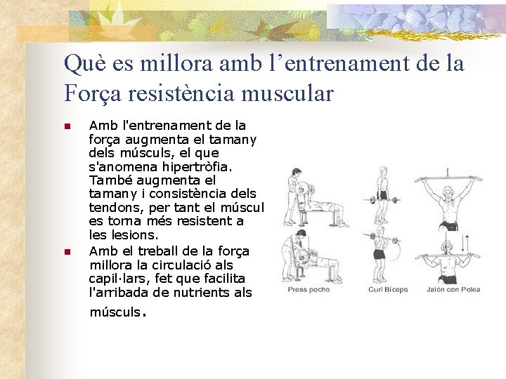 Què es millora amb l’entrenament de la Força resistència muscular n n Amb l'entrenament