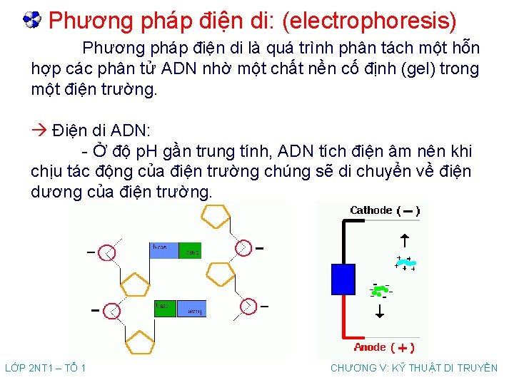 Phương pháp điện di: (electrophoresis) Phương pháp điện di là quá trình phân tách