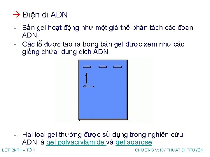  Điện di ADN - Bản gel hoạt động như một giá thể phân